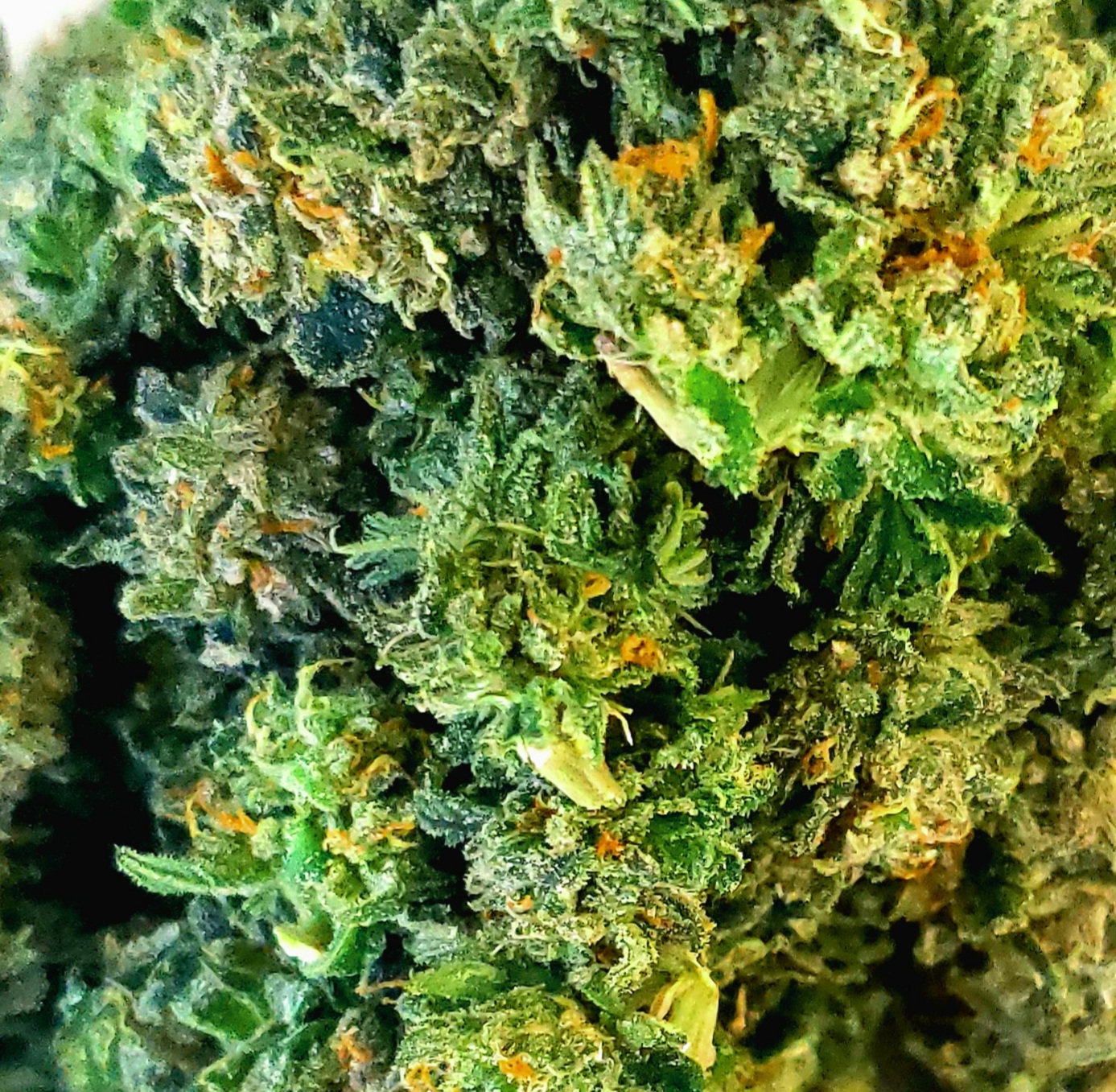 fresh-trimmed-cannabis