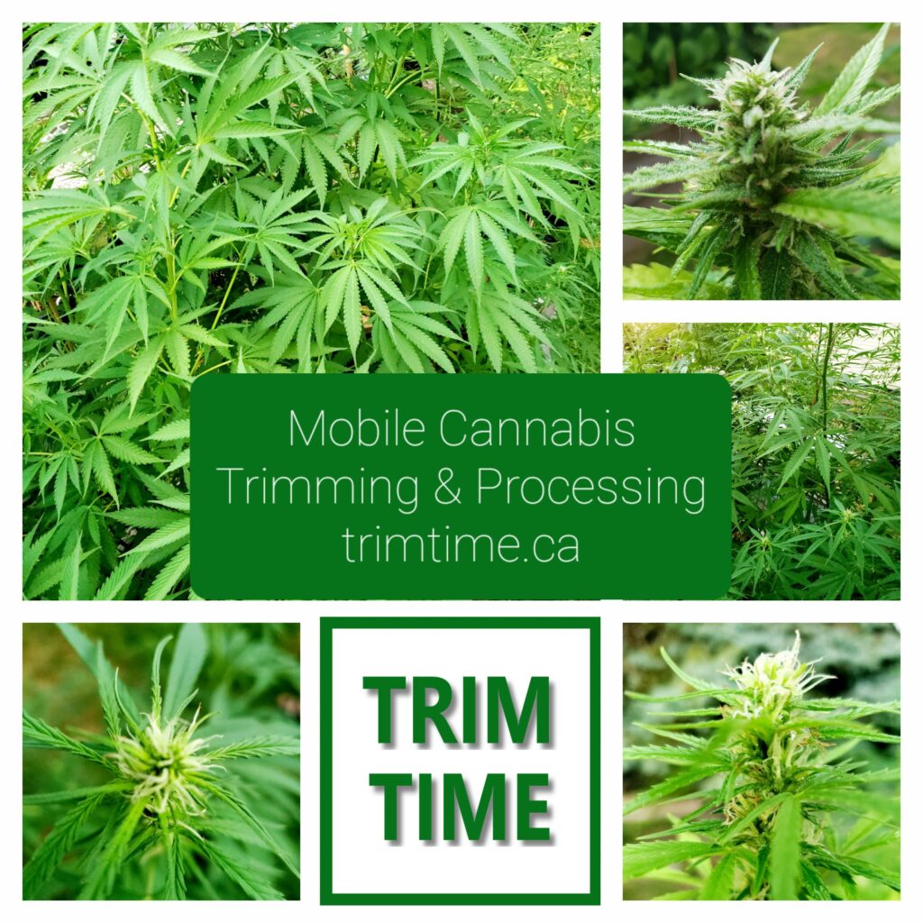 Trim Time Mobile Cannabis Trimming and Processing